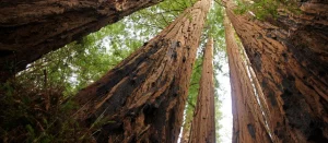 Read more about the article Redwoods Support One Another